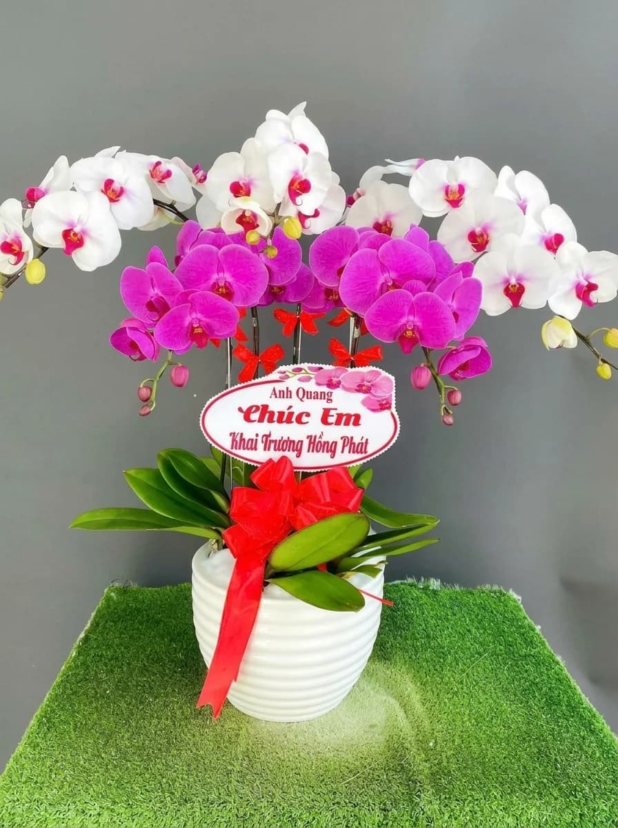 Lan hồ điệp (LH-009)