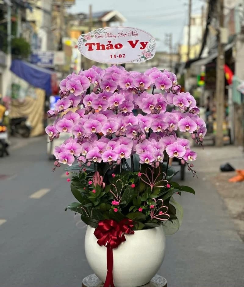 Lan hồ điệp (LH-013)