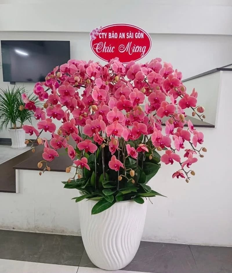 Lan hồ điệp (LH-605)
