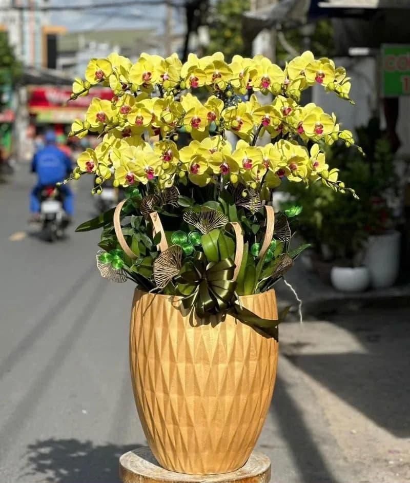 Lan hồ điệp (LH-607)