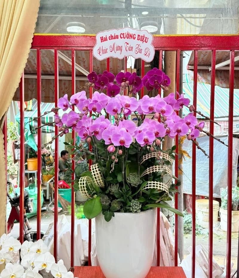 Lan hồ điệp (LH-885)