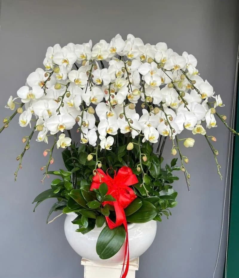 Lan hồ điệp (LH-901)