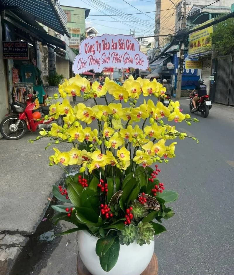 Lan hồ điệp (LH-600)