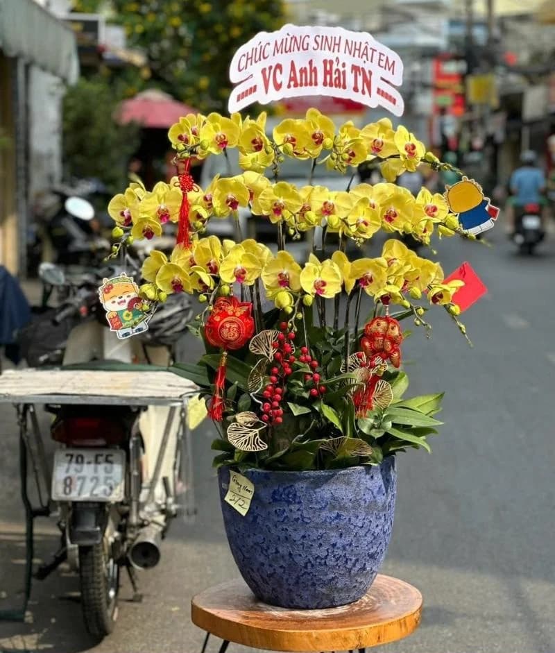 Lan hồ điệp (LH-602)
