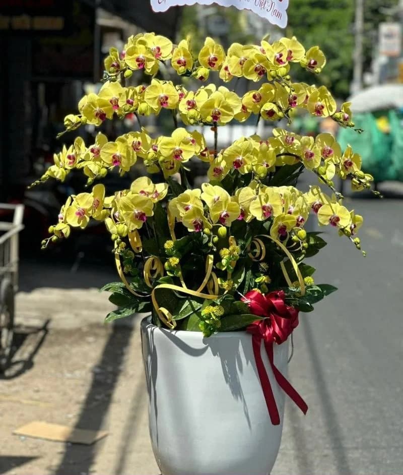 Lan hồ điệp (LH-604)