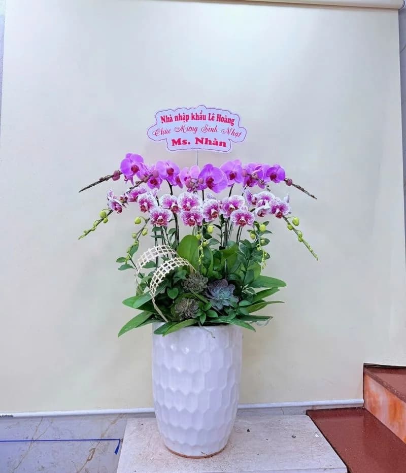 Lan hồ điệp (LH-884)