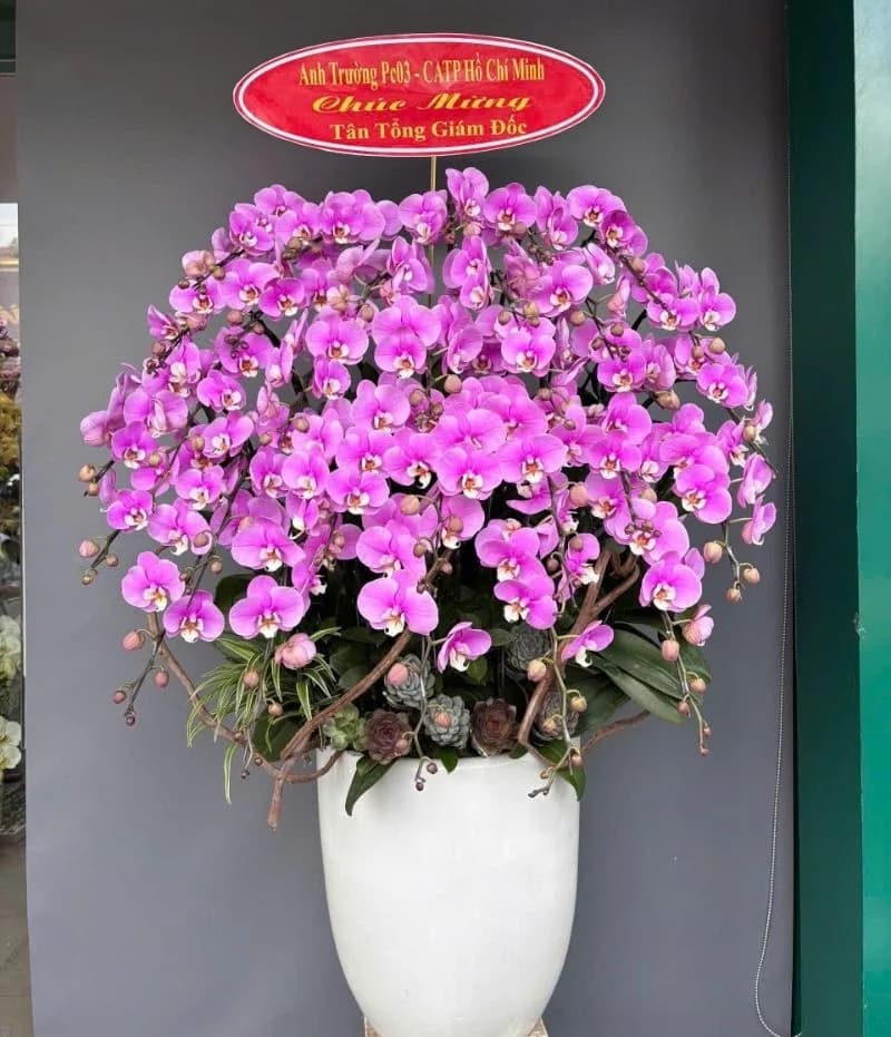 Lan hồ điệp (LH-912)